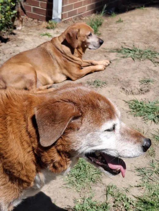 Dexter and Sophie (bonded pair)