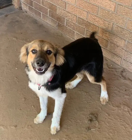 Penelope