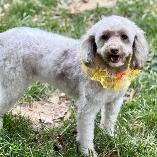 Tootsie