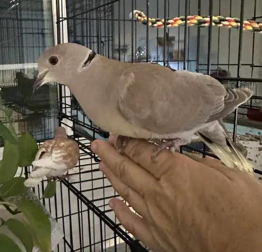 Peanut