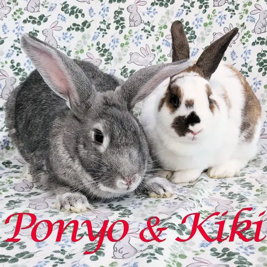 Ponyo (bonded to Kiki)