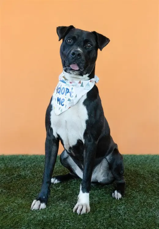 DUKE