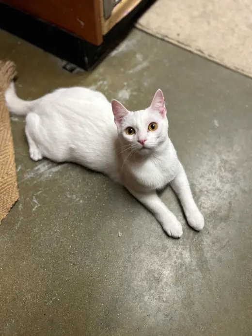Yuki
