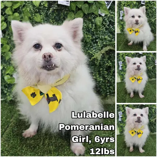 Lulabelle from Korea