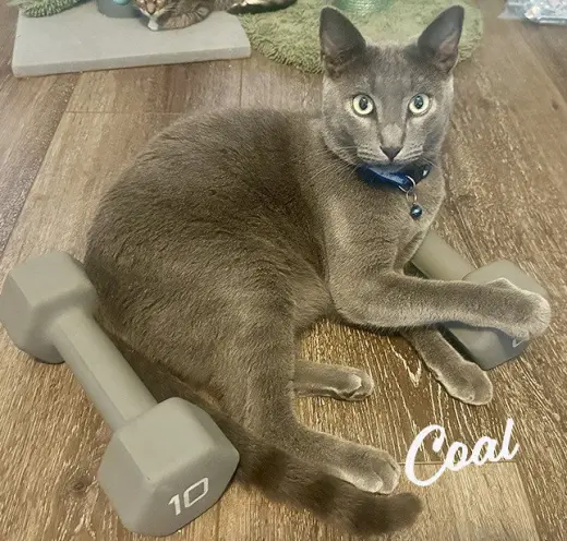 Coal #brother-of-Ember