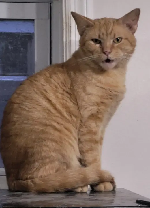 Julien (Bonded with Julius)