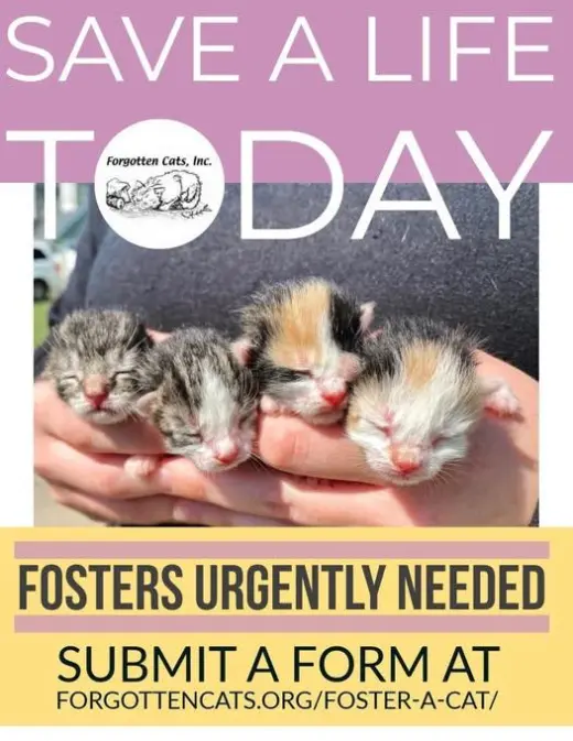 Kitten Fosters Needed!