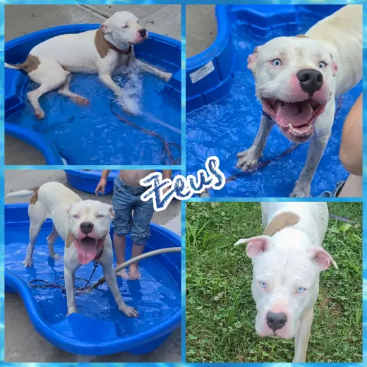 Zeus