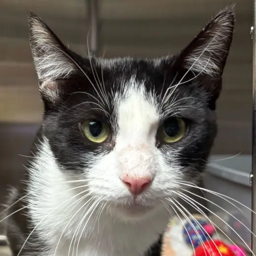 Ranger - Name Your Own Adoption Fee!