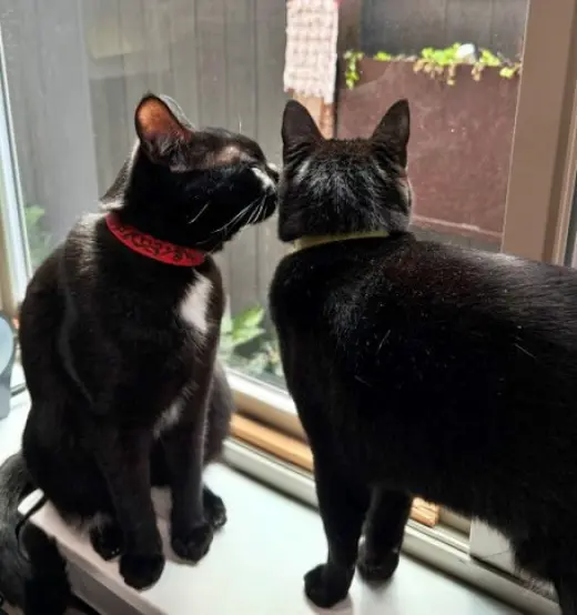 MERCY & ROXY - Twice the Sister Fun!