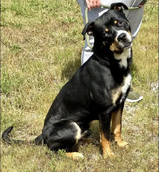 Riggs (courtesy post)