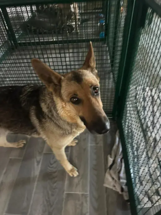 Nova