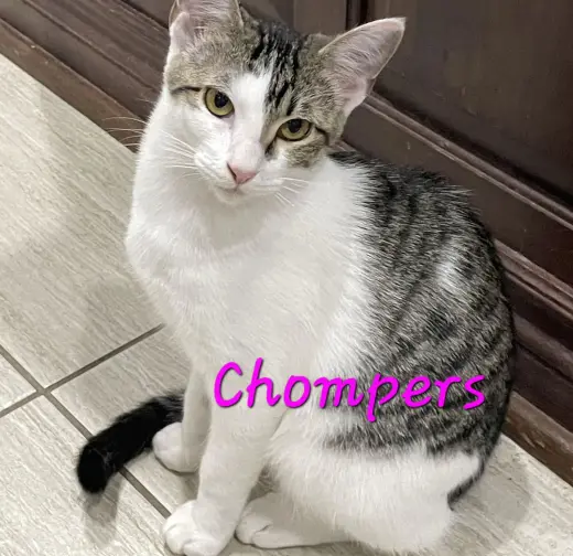 Chompers #more-purrs-less-drama