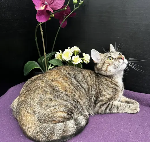 Marigold