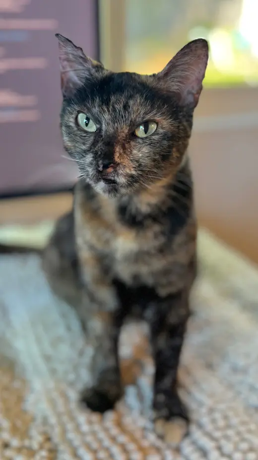 Torta - Tortie Girl