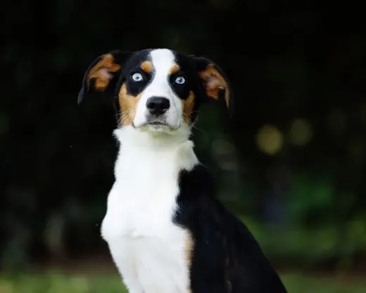 Dodger