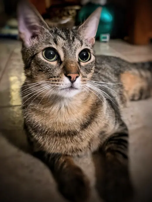 Rollo