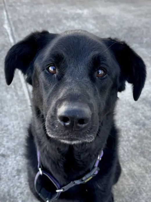 Roxie