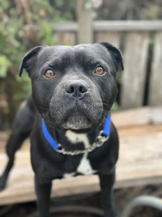 Beau