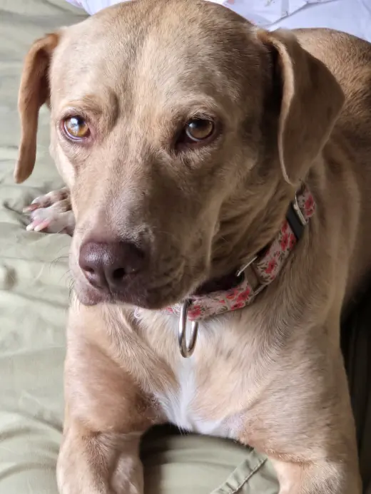 Sadie