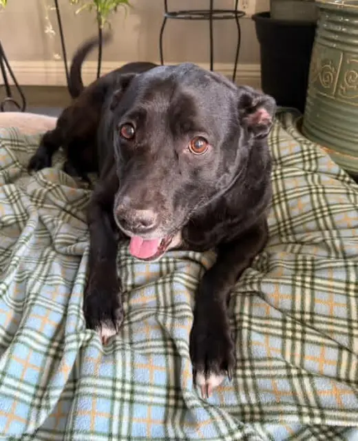 Harli (Bonded to Bear)
