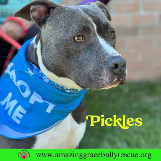 Pickles