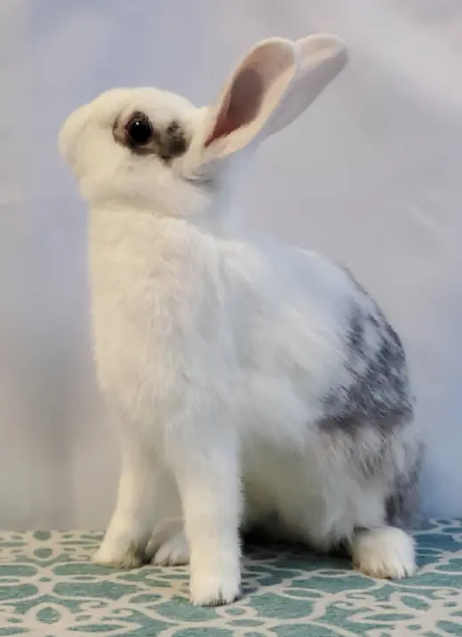 Pebbles