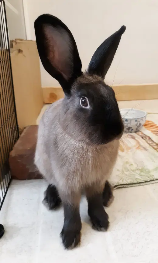Penelope