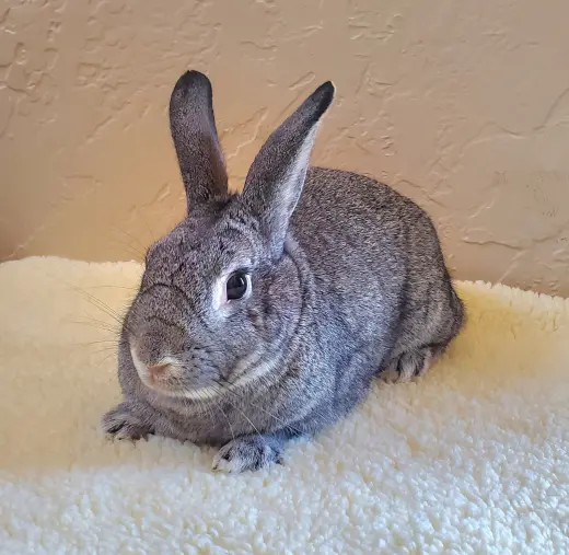 Chinbun
