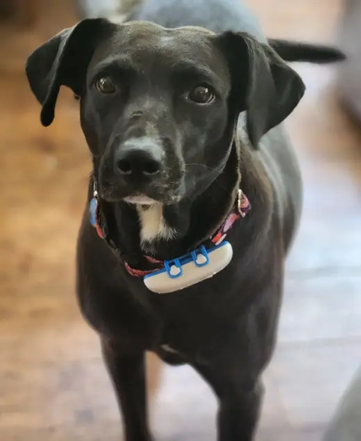 Audra