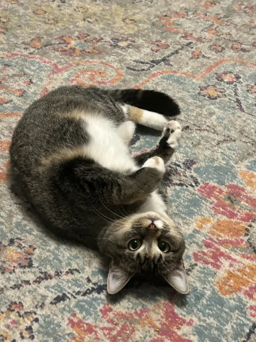 Buttercup aka Blinkie