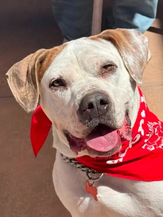 Charlotte - Adopt Me!
