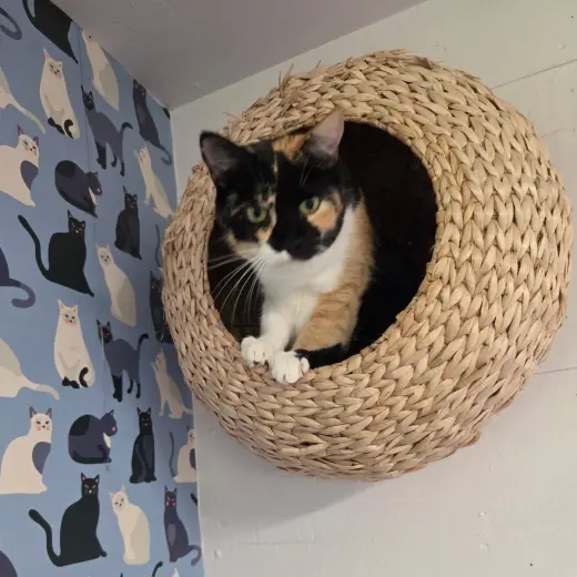 Athena (Calico goddess!)