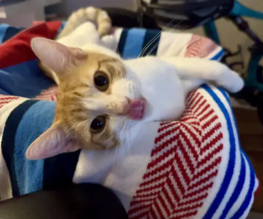 Operation Orange kittens!