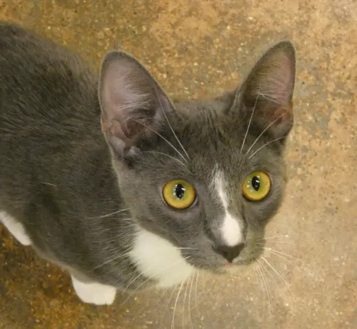 Ursula  (Bonded Pair With Ulysses)