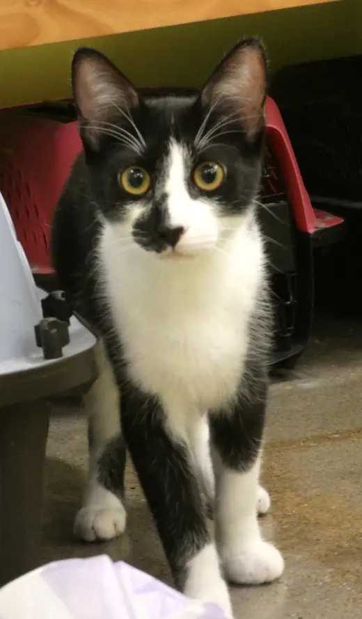 Ulysses (Bonded Pair With Ursula)