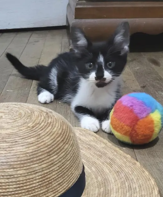 Cookie Jar kittens!