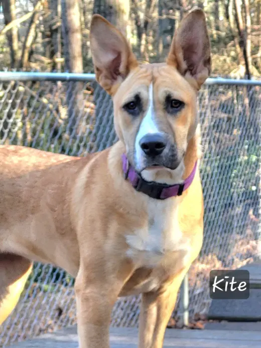 Kite
