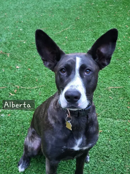 Alberta