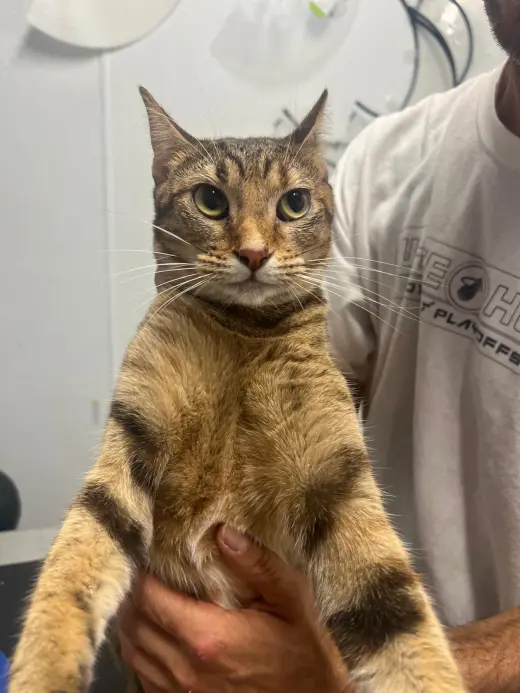 LUANNA