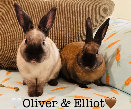 Elliott