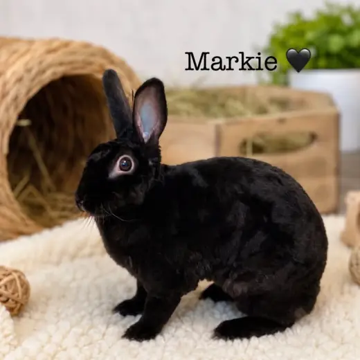 Markie