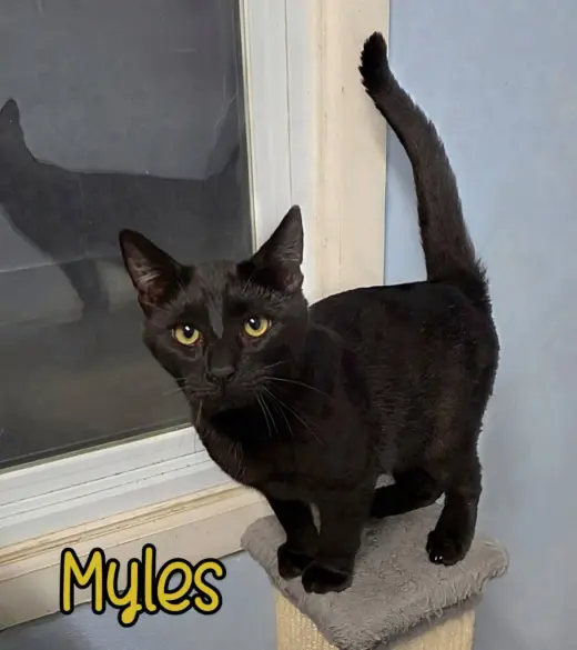 Myles