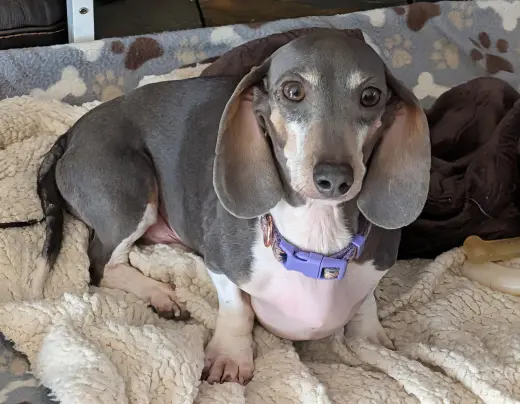 Gigi