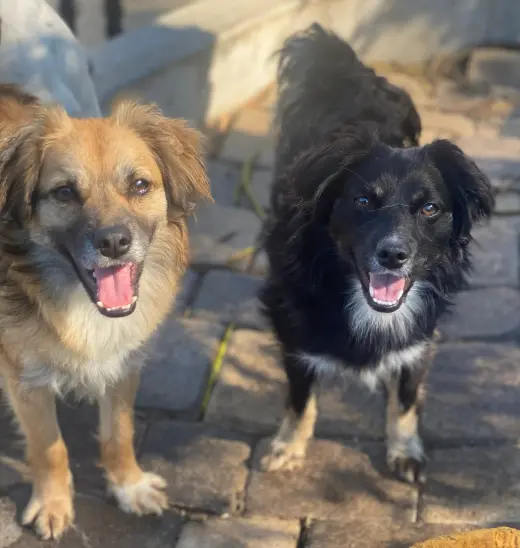 Rocco & Roxie