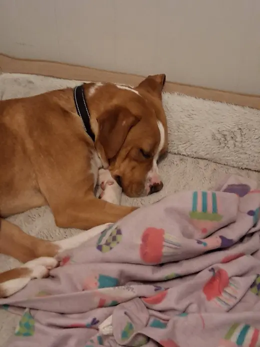 Johnny - FOSTER OR ADOPT ME!!