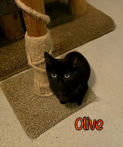 Olive