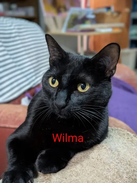 Wilma