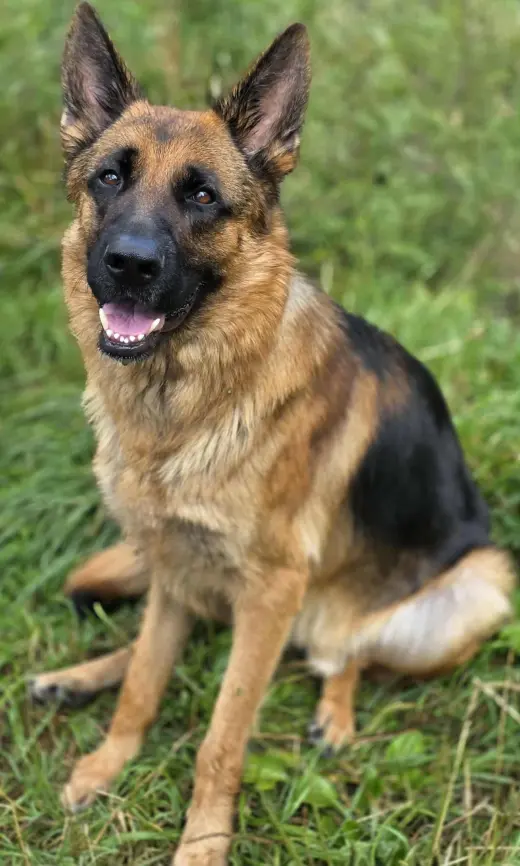 Zeus