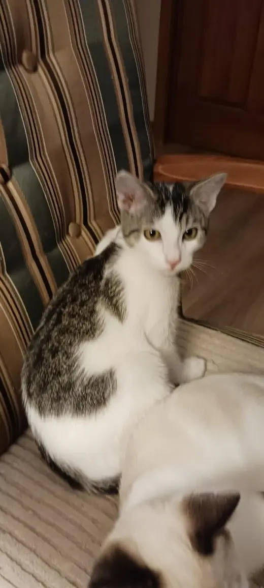 Alvina (Kitty)